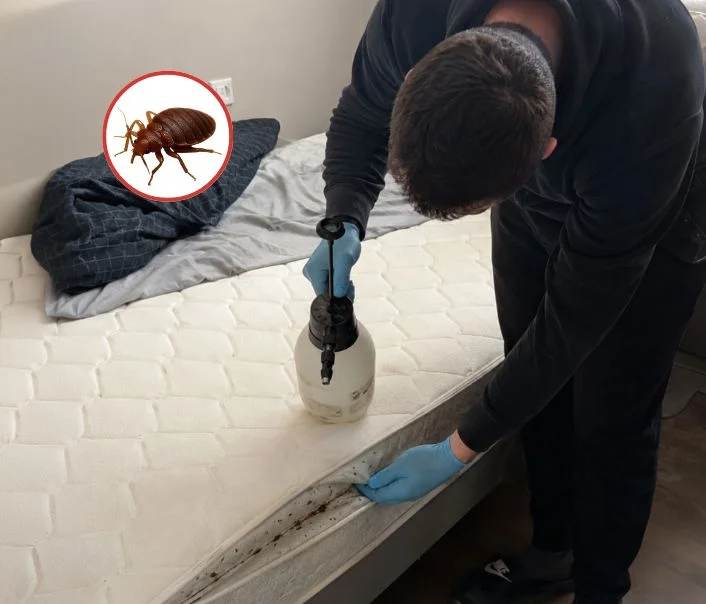 Technicien traitant un matelas contre les punaises de lit à Chars